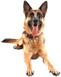 Come on, throw me the ball!