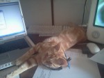 Yellow tabby ktten lounging on a desk